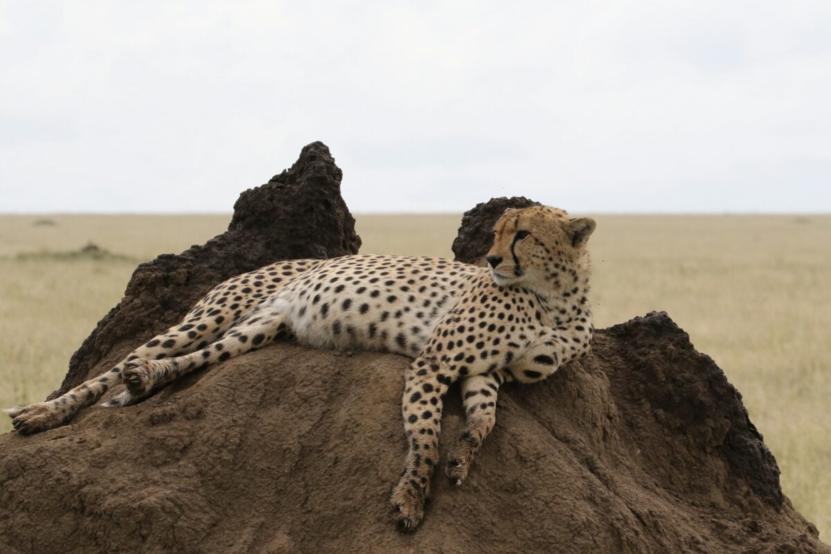 Cheetah at Serengeti N.P.