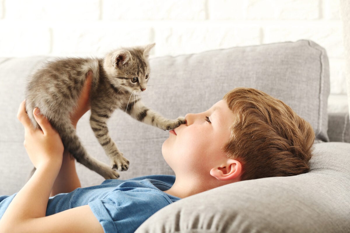 Kitten reaches for child's face.