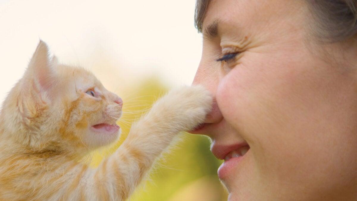 CLOSE UP: Meowing orange tabby kitten touches smiling loving woman's nose.