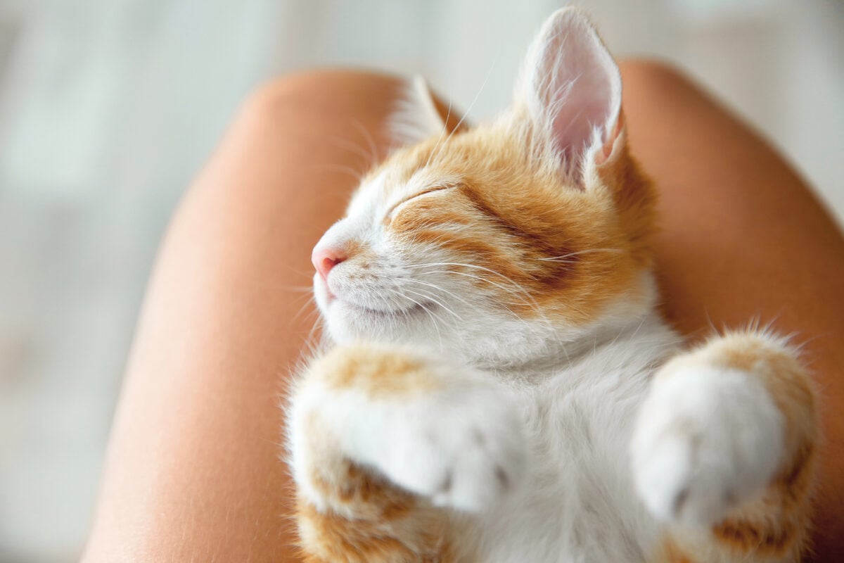Cute little kitten