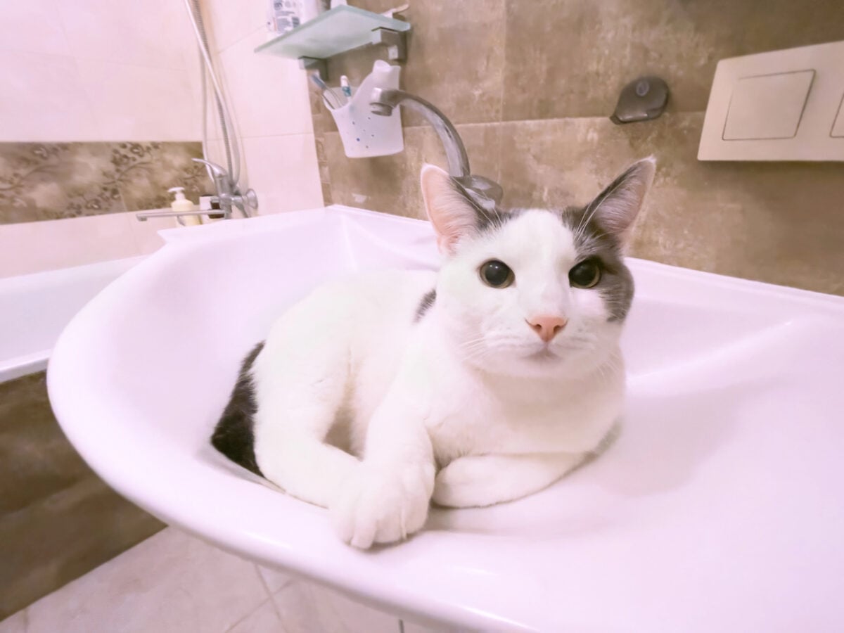 Funny white domestic cat in bathtub sink
