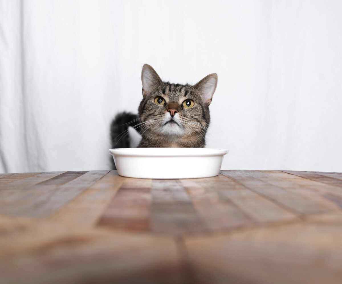 hungry cat behind an empty dish