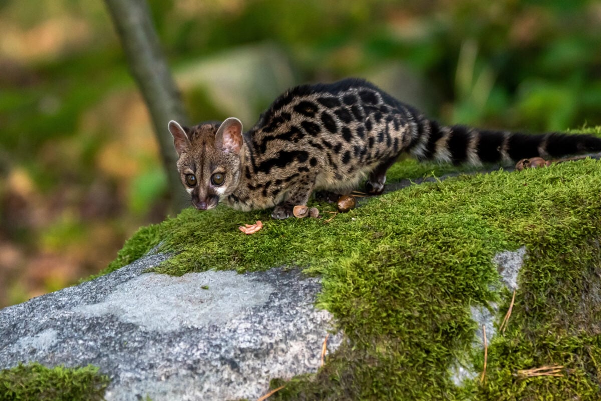 Large-spotted genet (Genetta tigrina) in natural habitat, South Africa