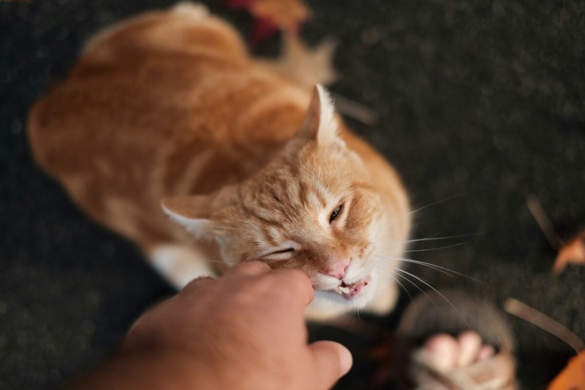 Orange cat nibbling on a person's finger