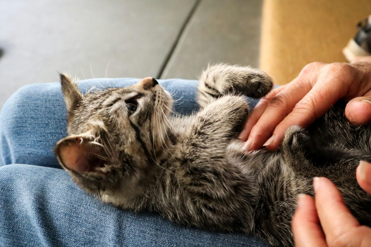 Silver tabby getting a belly scratch on a lap.