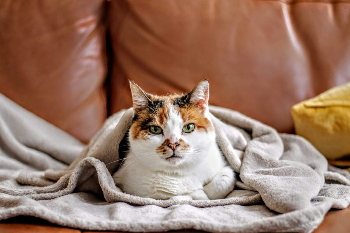 Cat sitting on a blanket on a couch