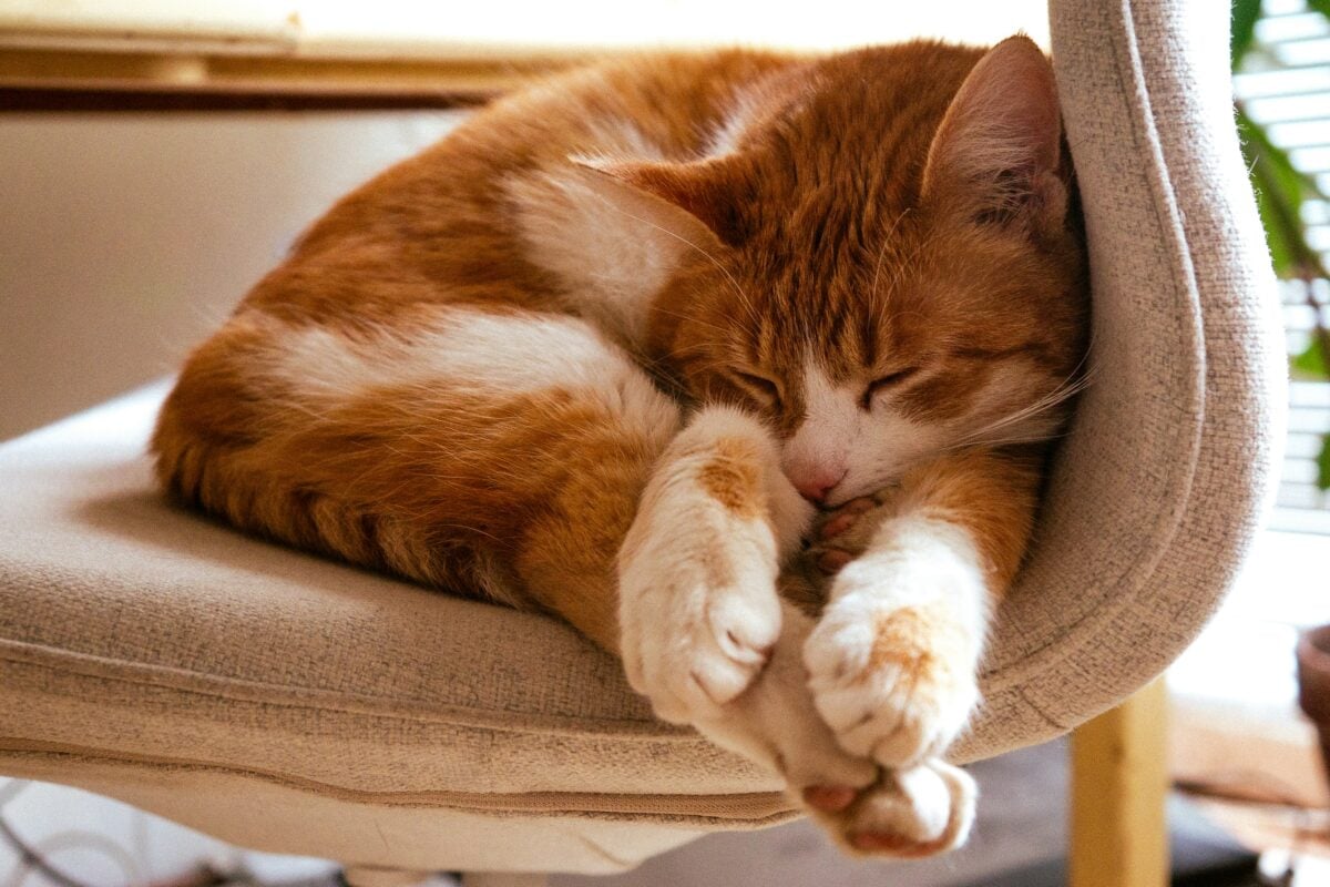Sleepy ginger cat on a chair