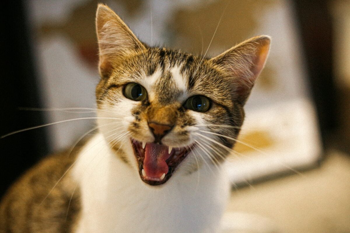 small cat meowing