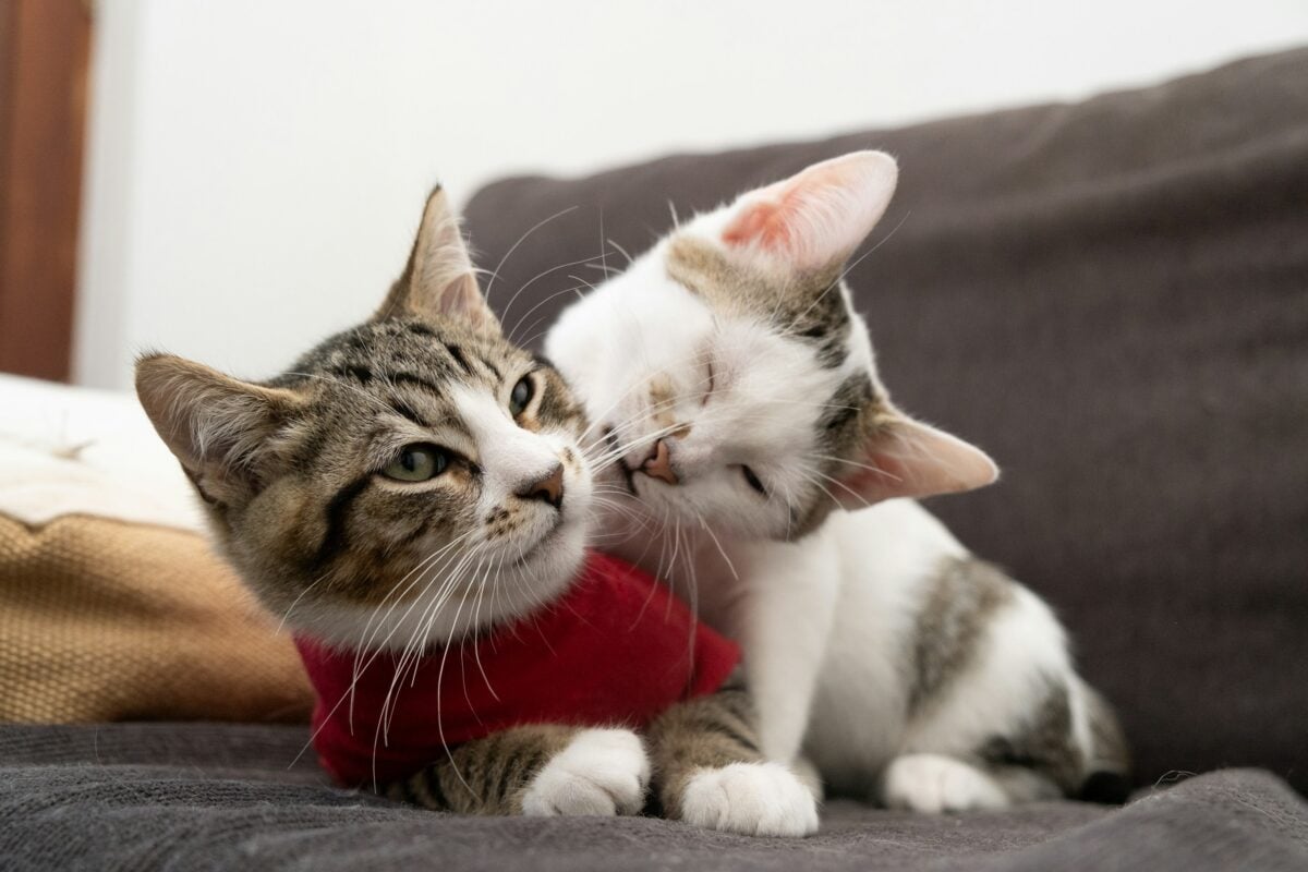 Two kittens on a couch
