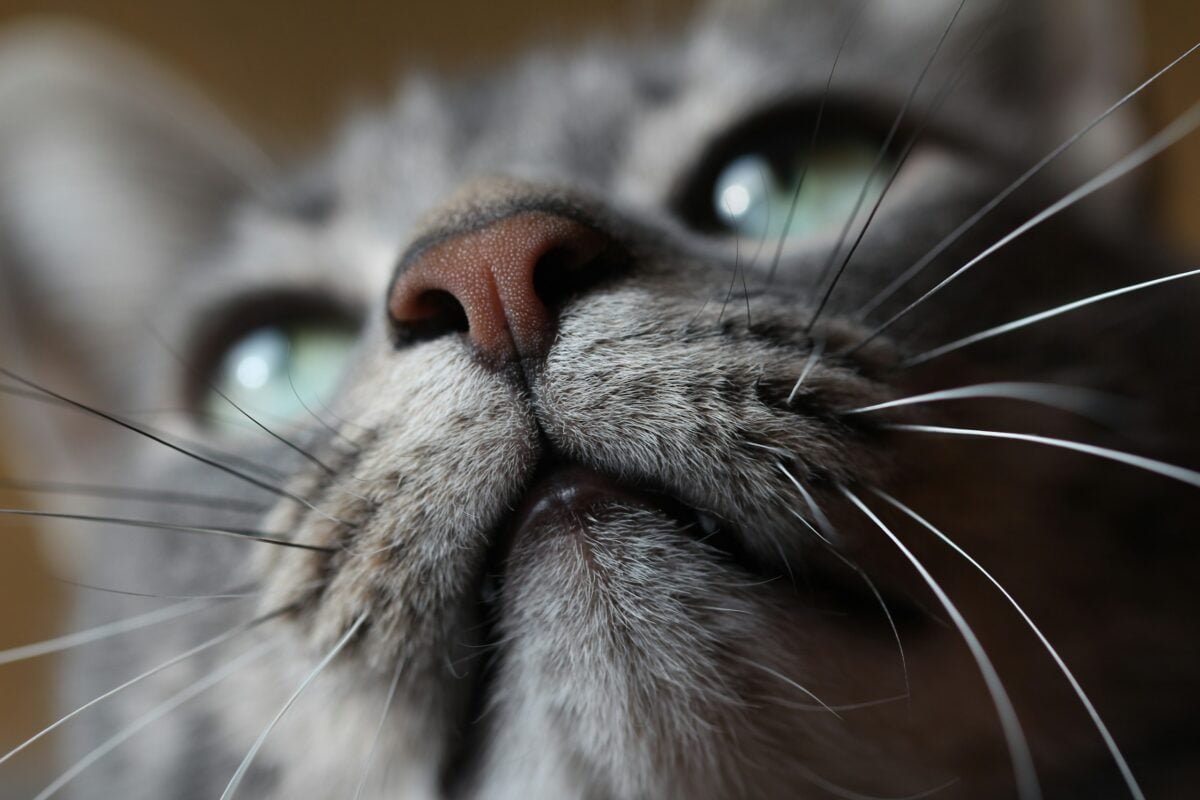 Close up photo of a gray cat's face with green eyes.