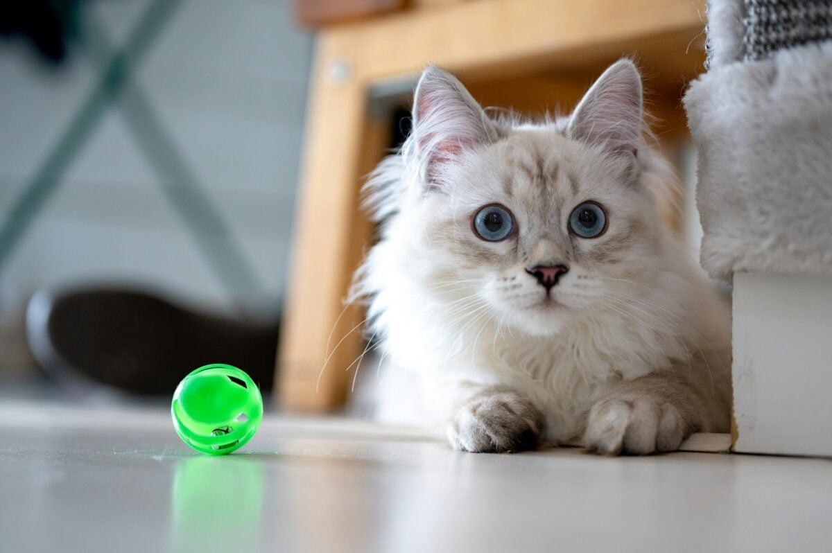 Cute white cat on floor with a green ball