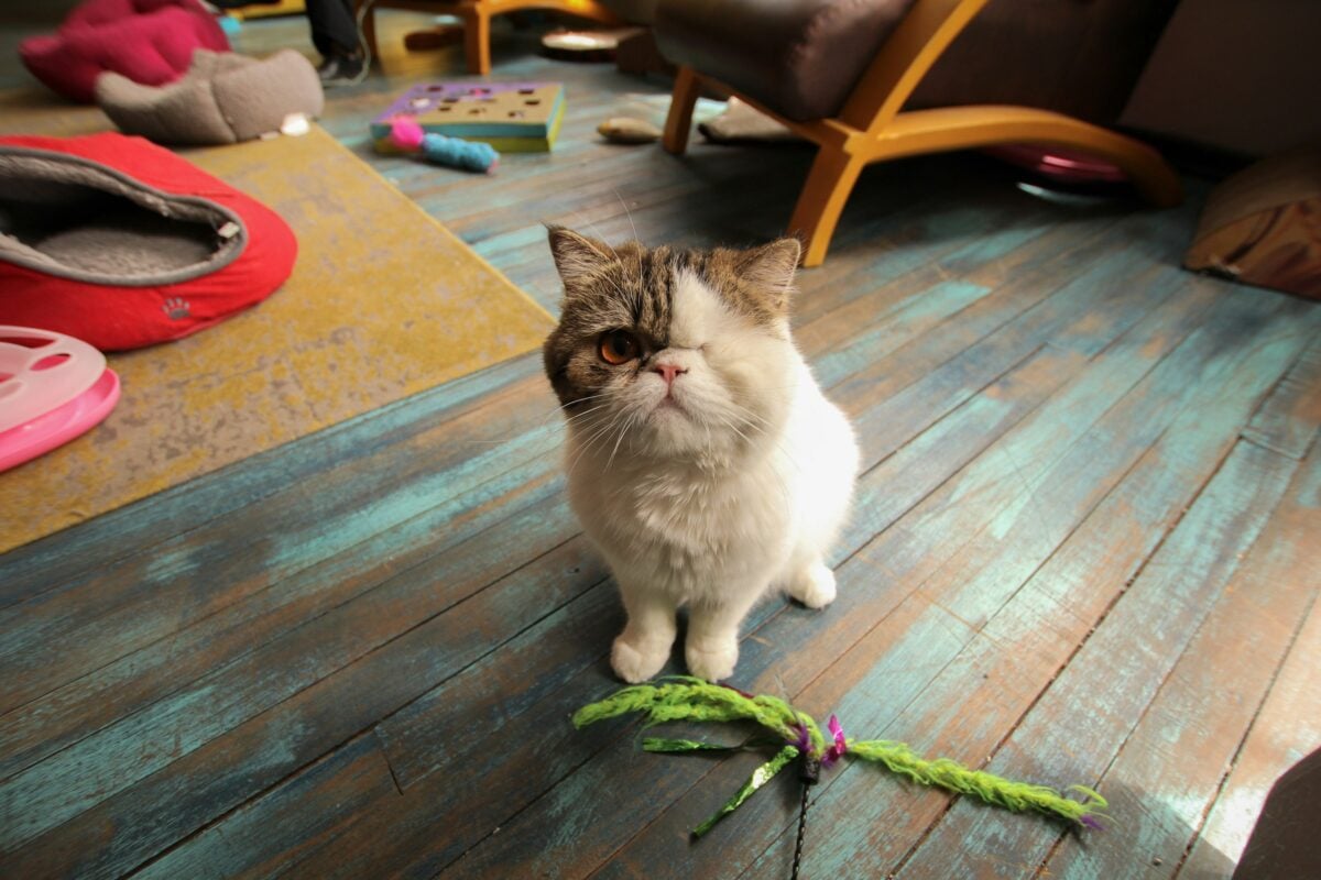 White and gray cat with a feather toy