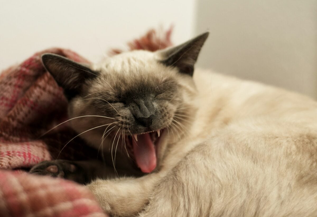 yawning grey siamese cat