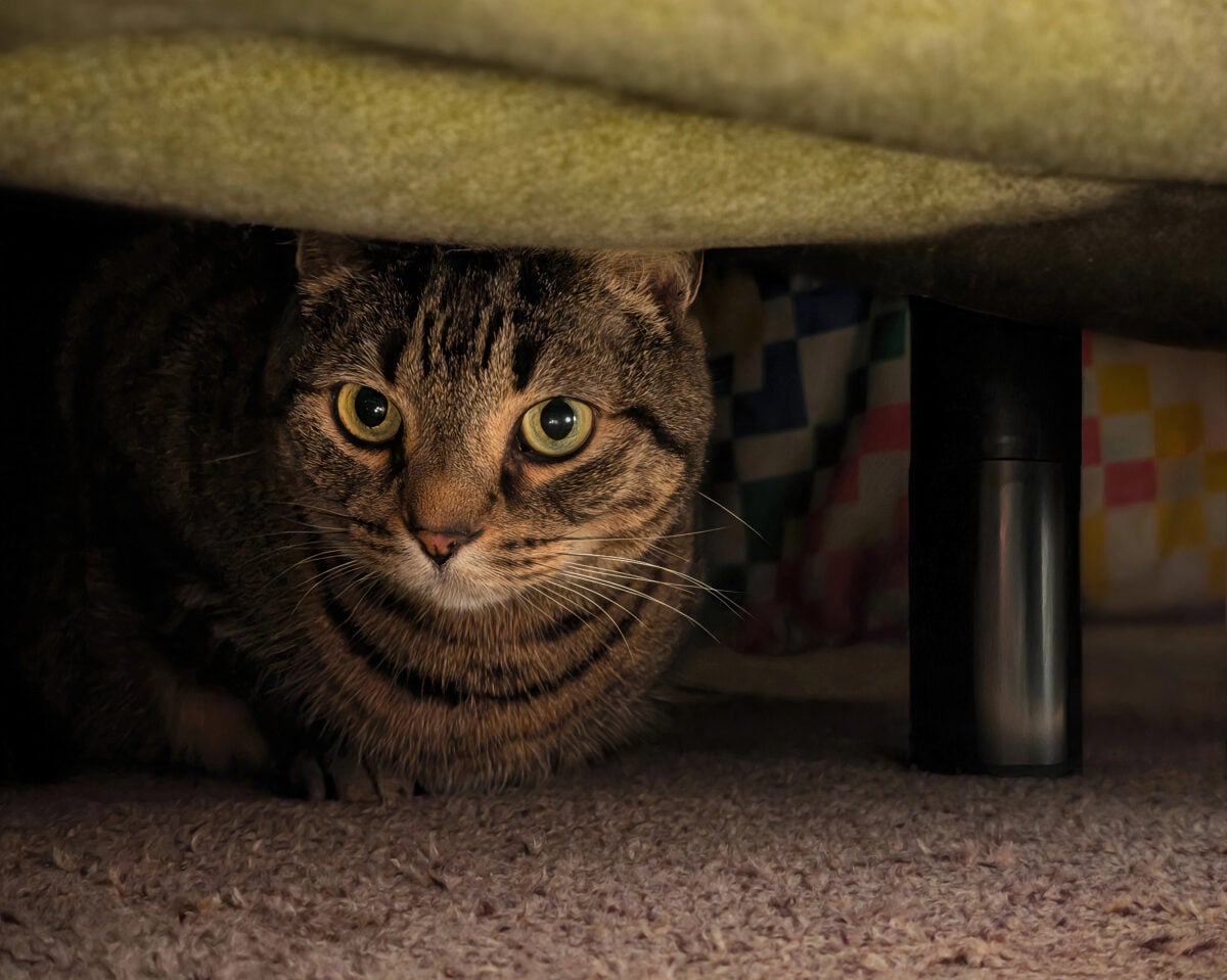 A candid, low-angle portrait of a tabby cat peering out from a hiding spot under a bed. The dramatic lighting highlights the cat's intense and curious gaze, capturing a playful and intimate moment of a pet at home.