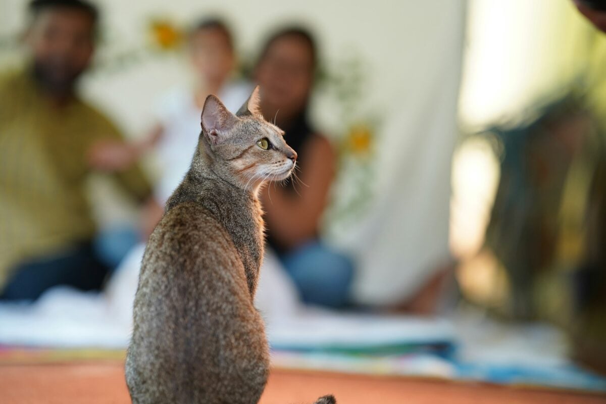 A cat is a small, typically furry domesticated animal known for its graceful movements, sharp instincts, and playful personality. Cats have a sleek, muscular build, expressive eyes, and retractable claws that they use for hunting, climbing, and grooming.