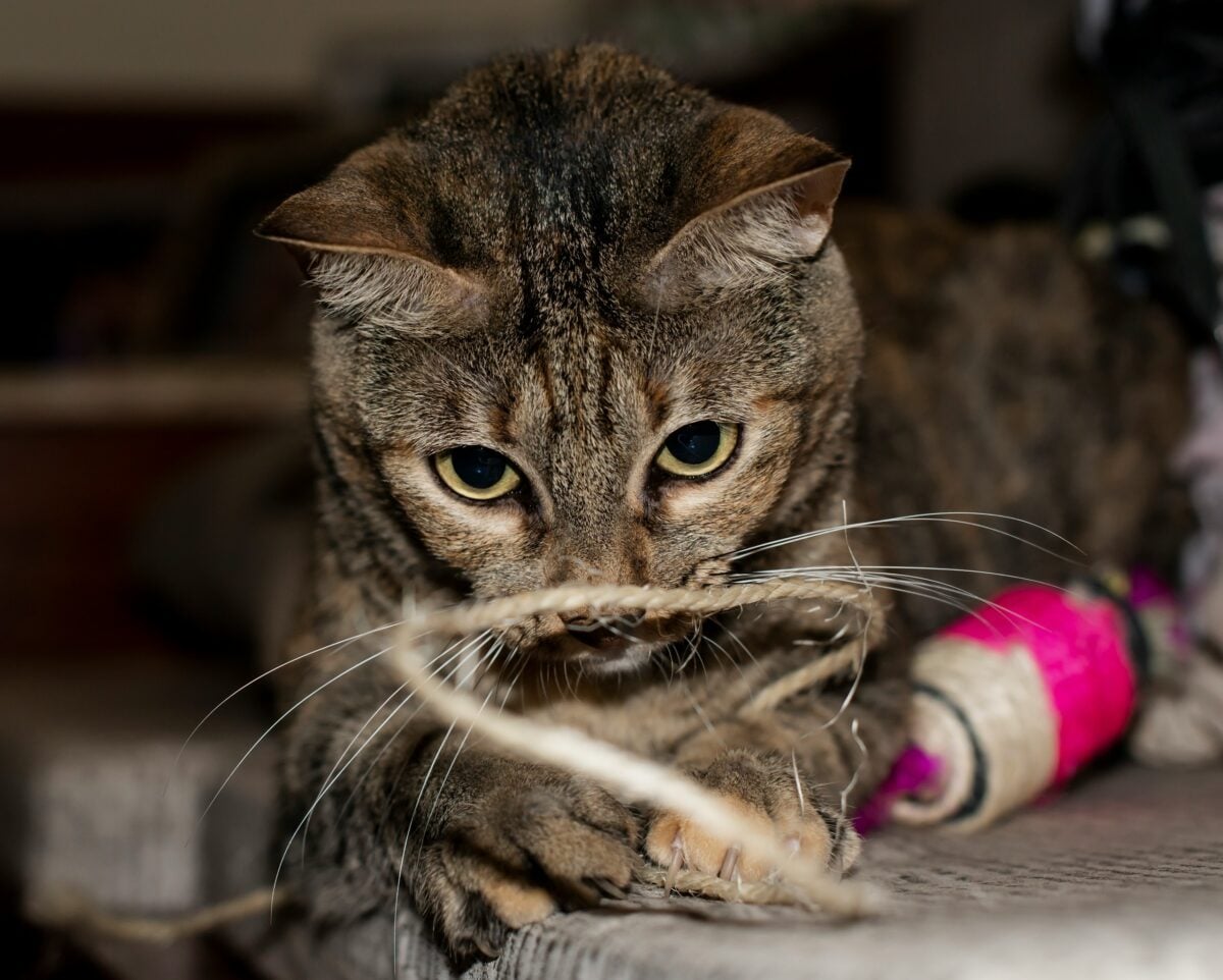 Cat playing with a rope toy