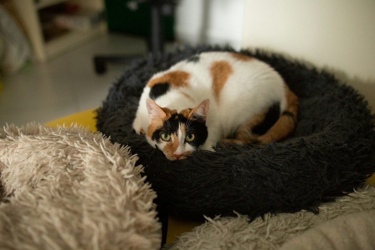 Cute calico cat in a soft cat bed. 