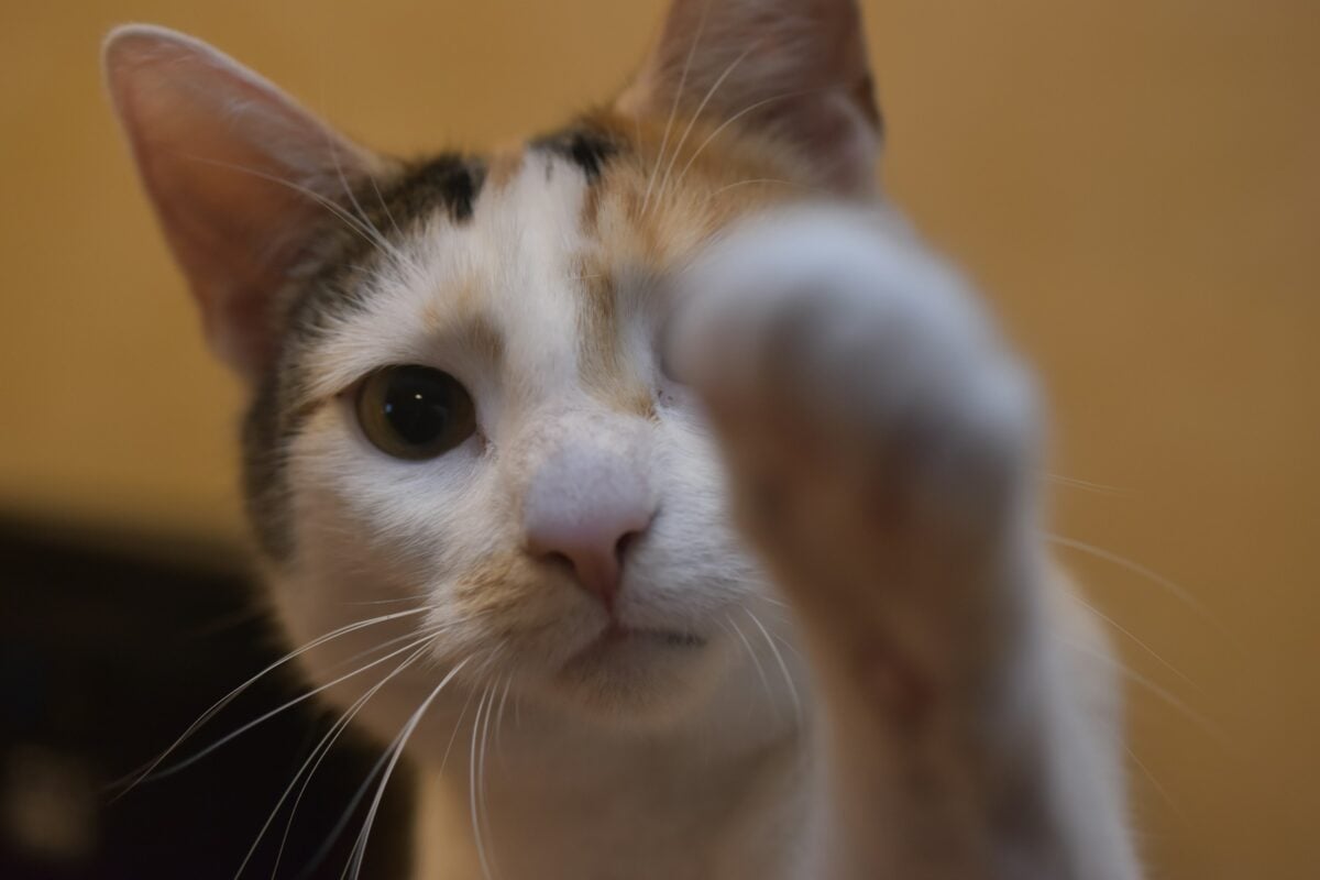 Cat with paw out, as if to swat at something.