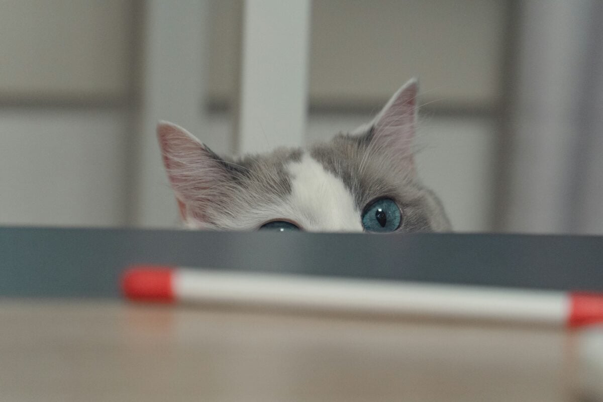 cat looks at a pen on a counter.