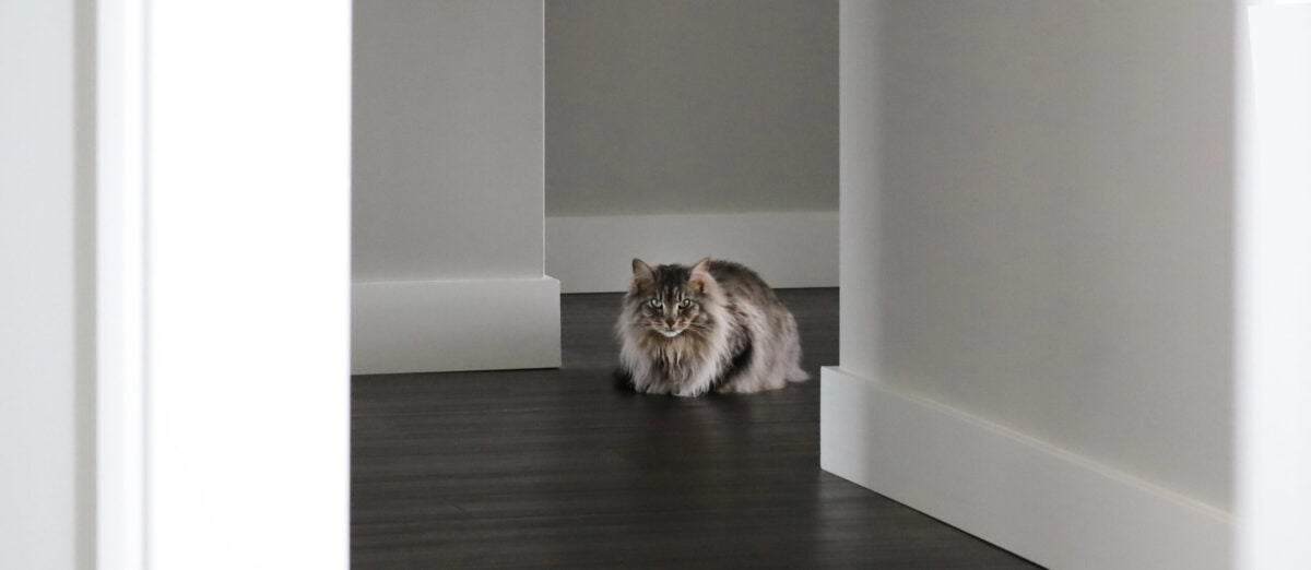 A gray tabby cat sitting on a dark wooden floor in a hallway