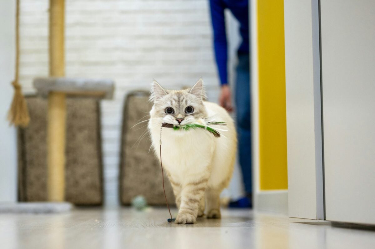 White cat carrying a toy.