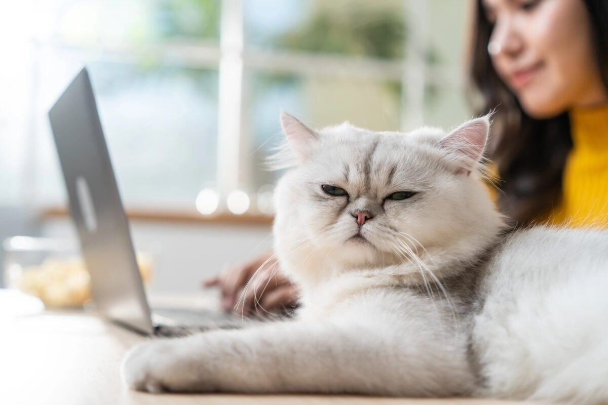 Cat sitting near computer demanding attention.