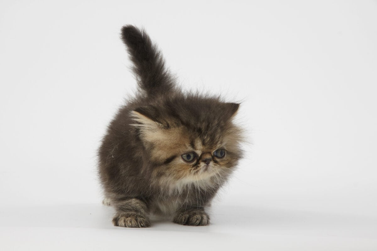 Brown persian kitten on white background