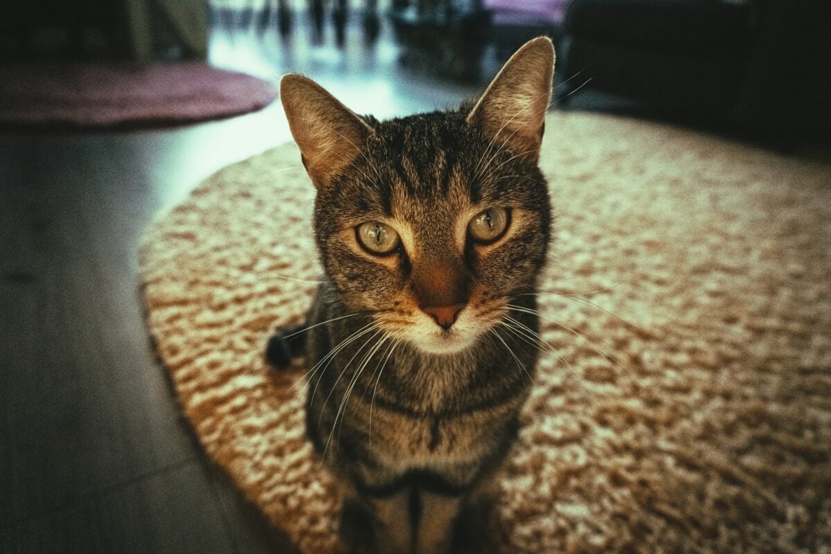 Brown tabby cat staring.