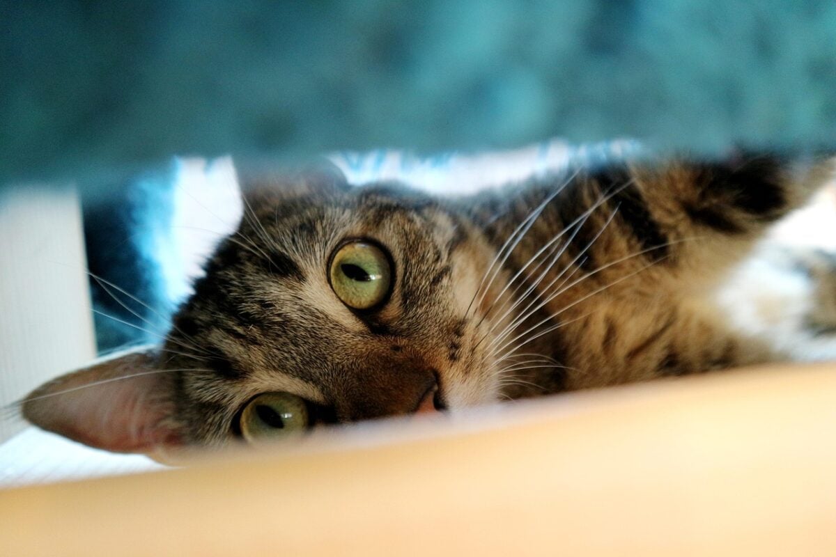 cat hiding under a bed