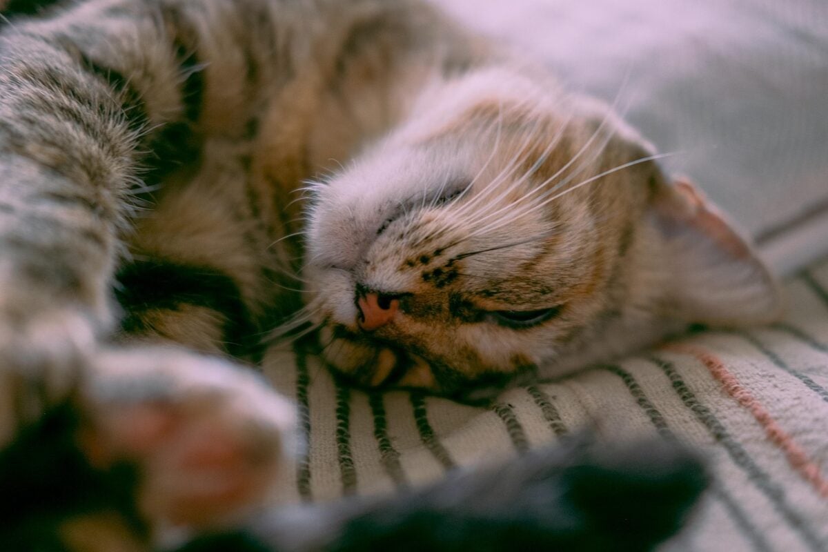 cat, sleep, kitten, animal, pet, cute, nature, kitty, sweet, feline, leopard, domestic, portrait, sleeping, bed, rest