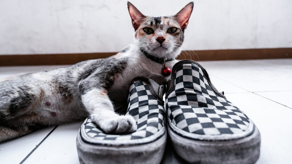 Cute cats sitting on checkerboard vans shoes.
