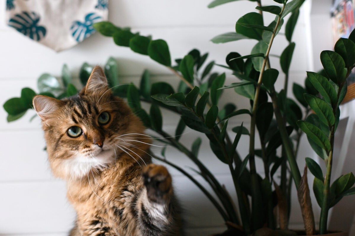 Cute cat sitting under green plant branches on wooden shelf in s