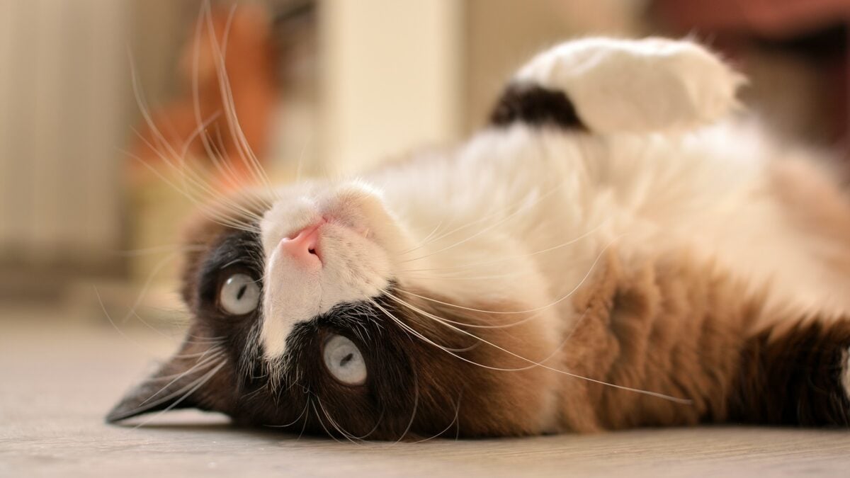 Playful kitty on the floor.