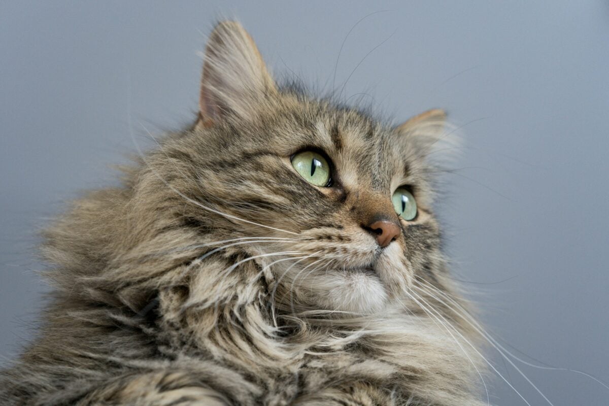 Maine Coon cat face close-up.