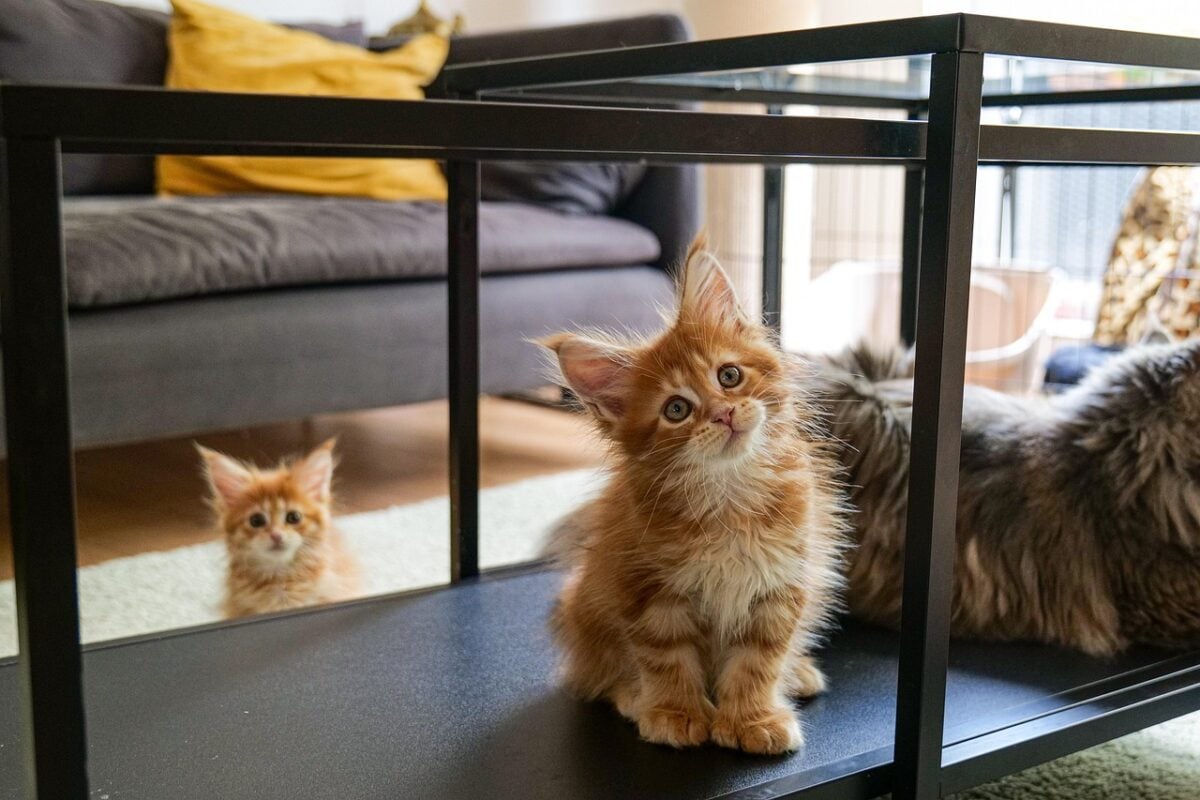 maine coon, cat, nature, kitten, pet, animal, feline, purebred cat, furry, cute, home