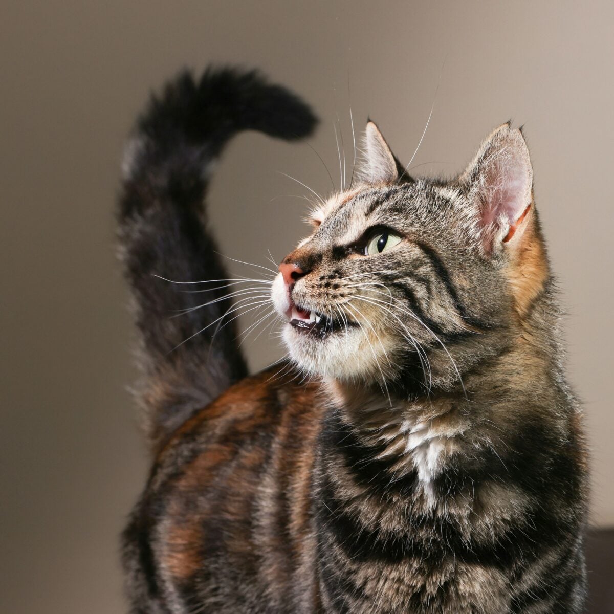 Playful, curious, and full of expression. A collection of isolated cat portraits in unique lighting. From cheeky tongues to piercing stares, each shot captures a different mood and personality.
