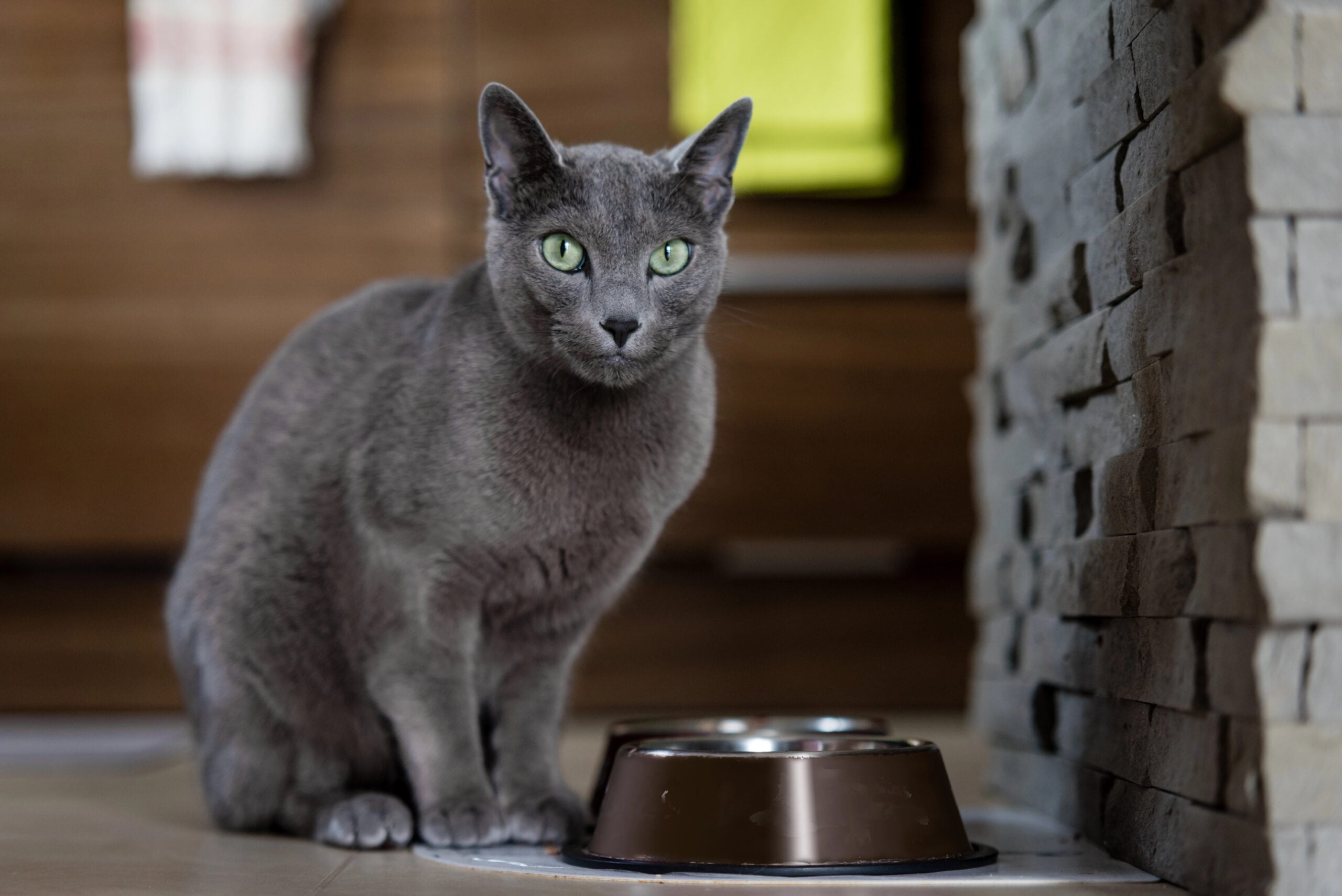Rusian blue cat