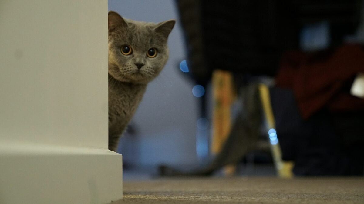 Russian blue cat peeking out from behind a wall. 