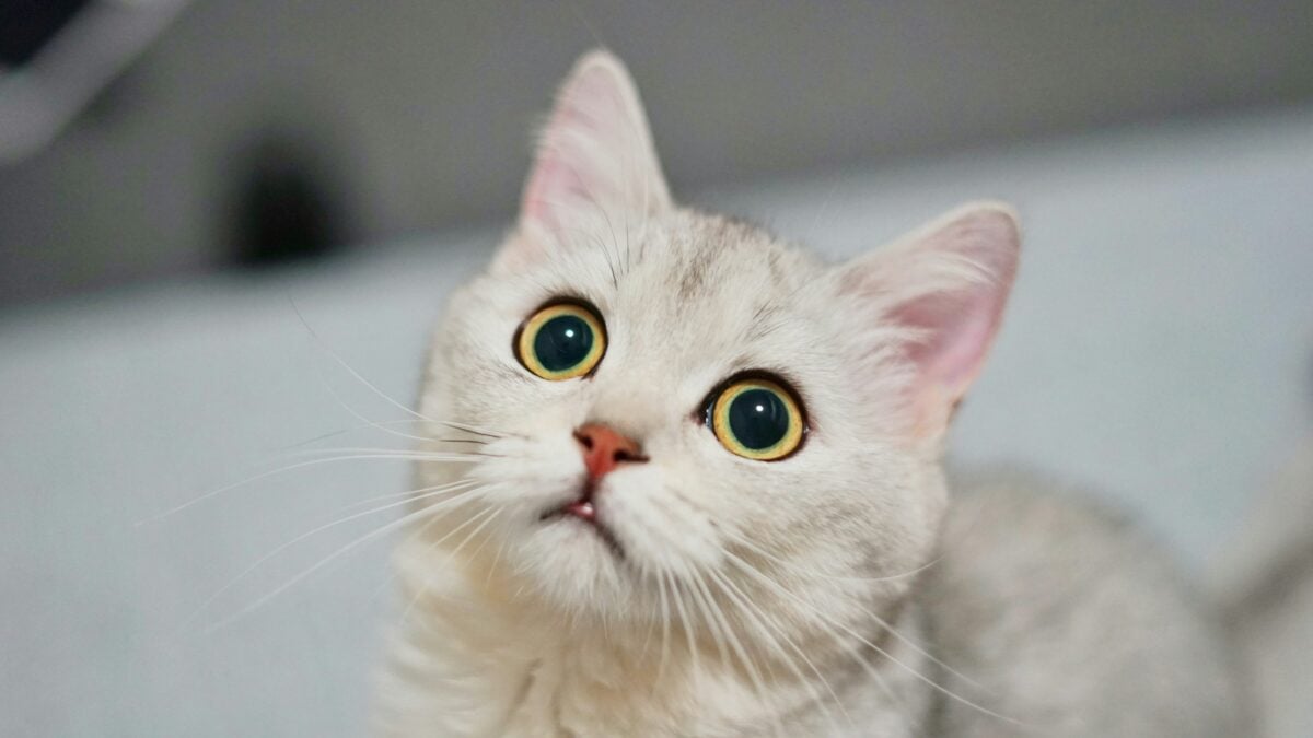 Short-coated white and gray cat with wide eyes.