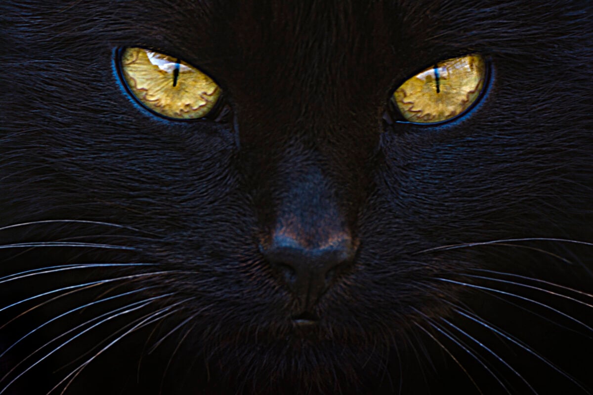 Stylized image of a black cat close up with yellow eyes and attentive gaze.