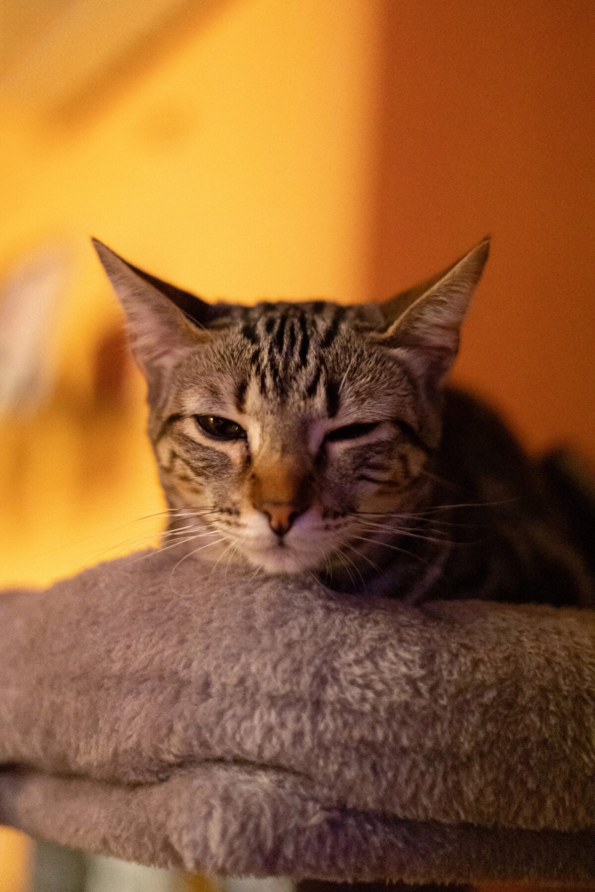 Tabby cat resting on a soft cat tree, blinking with one eye and looking sleepy