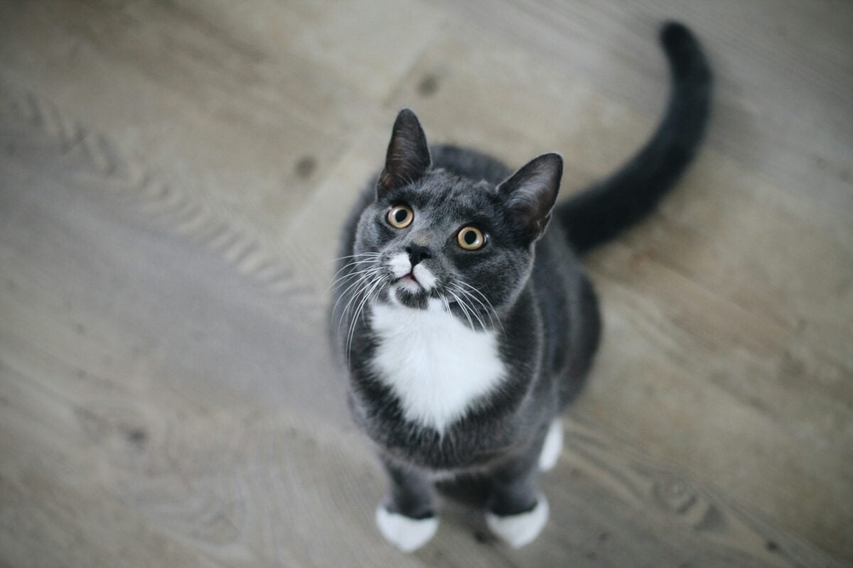 Tuxedo cat sitting on the floor looking up at ceiling.
