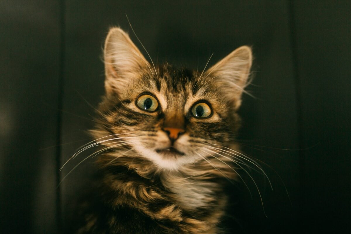 A Tabby cat looking scared.