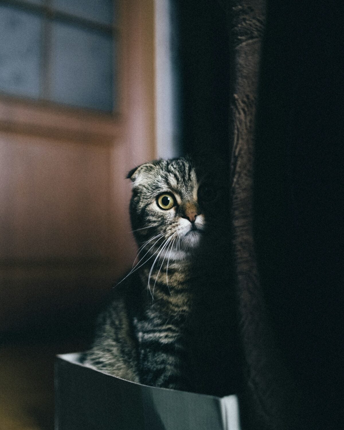 cay hiding behind a curtain looking sad.