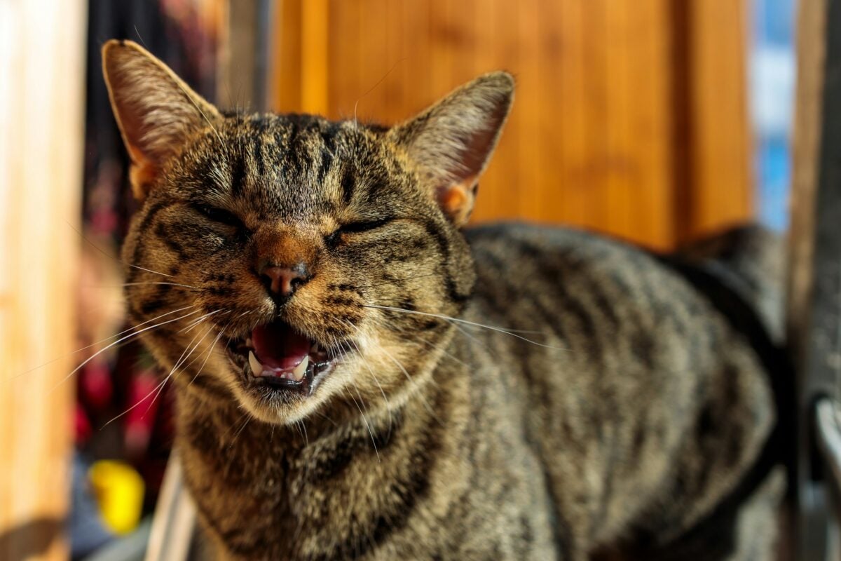 Tabby cat with mouth open to show meowing.