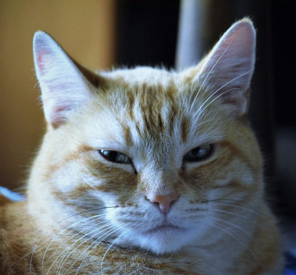 Close up of a cat giving a very dramatic look.