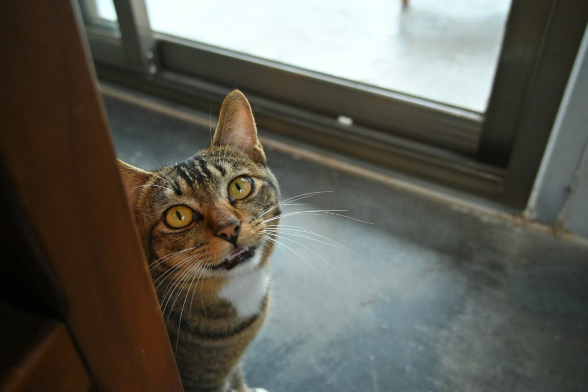 Older cat peeking around corner meowing.