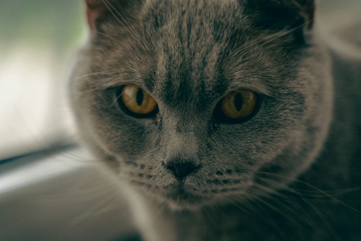 Close up of a grey cat's face and eyes.