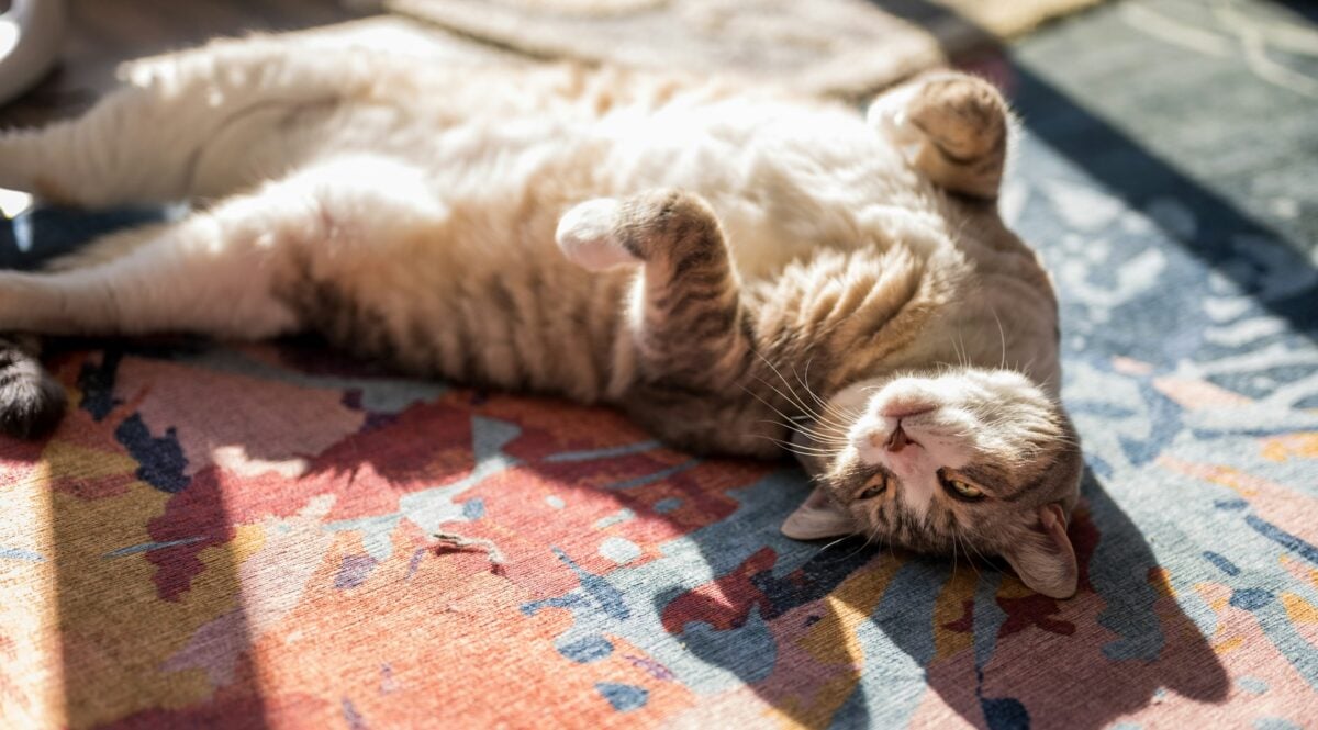 Tabby cat sleeping belly up to show feeling comfortable in home. 