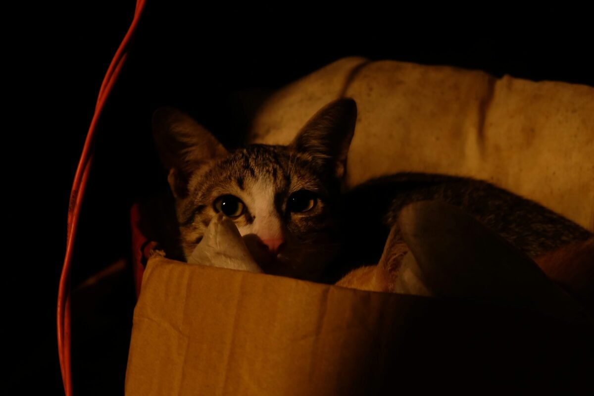 Cat hiding in a cardboard box.